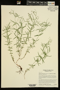 Galium arkansanum image