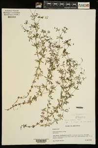 Galium obtusum image