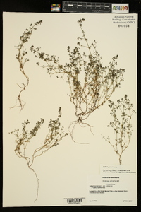 Galium parisiense image
