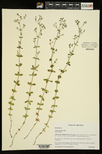 Galium pilosum image