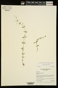 Galium pilosum image