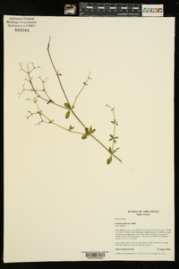 Galium pilosum image