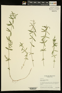 Galium uniflorum image