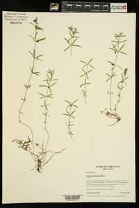 Galium uniflorum image