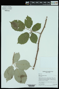 Rubus armeniacus image