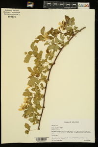 Rubus flagellaris image