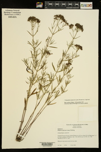 Stenaria nigricans image