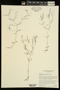 Houstonia ouachitana image