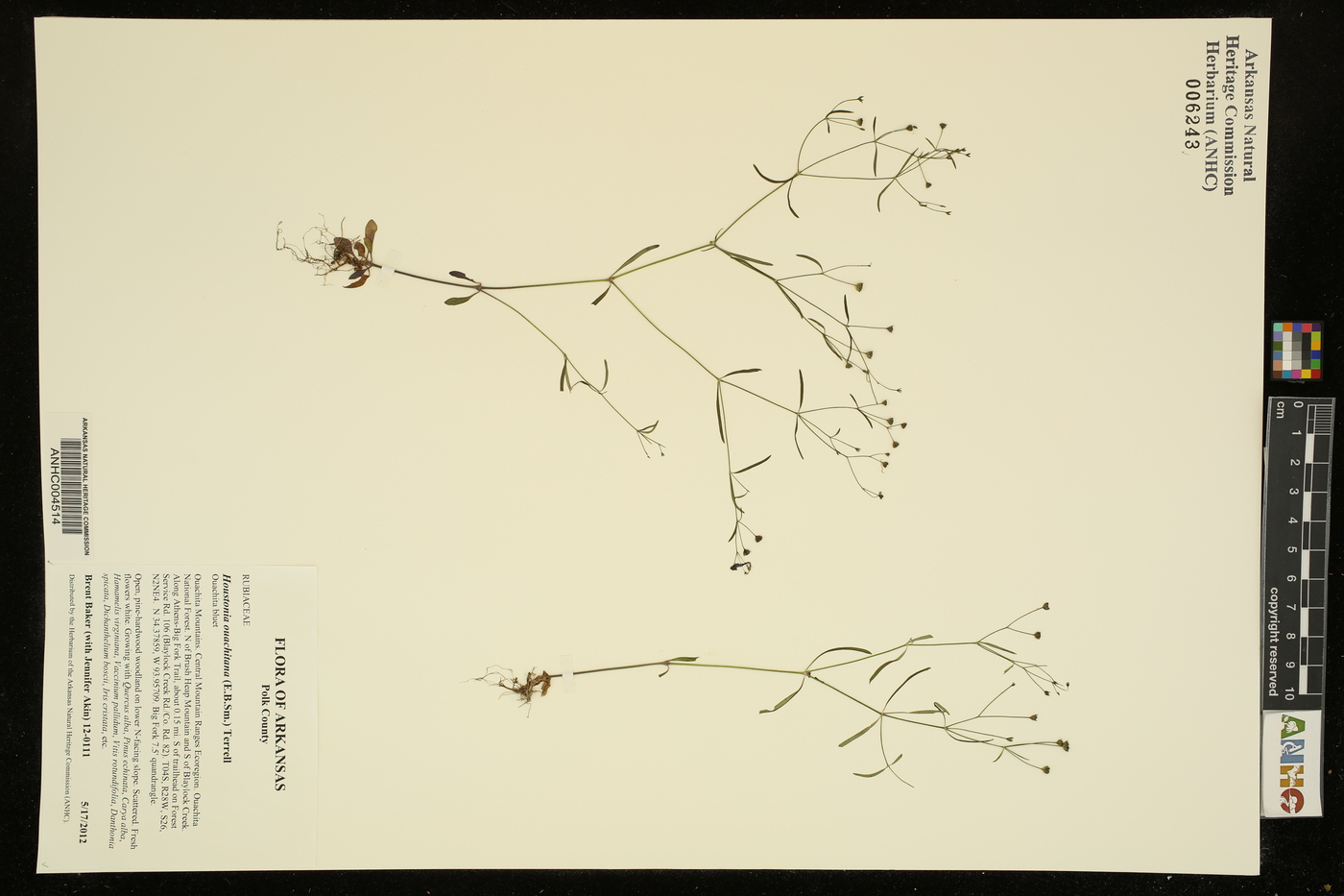 Houstonia ouachitana image