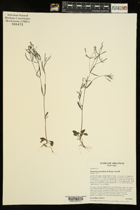 Houstonia ouachitana image