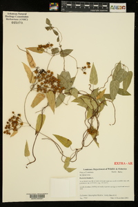 Paederia foetida image