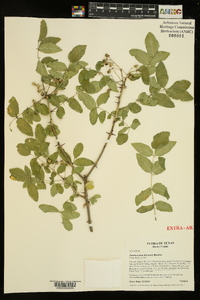 Zanthoxylum hirsutum image