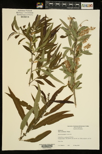 Salix caroliniana image