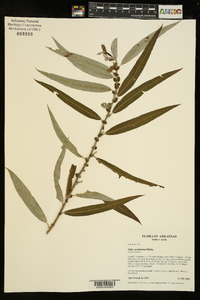 Salix caroliniana image