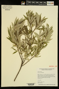 Salix sericea image