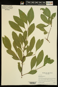 Sideroxylon lycioides image