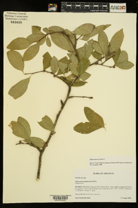 Sideroxylon lycioides image