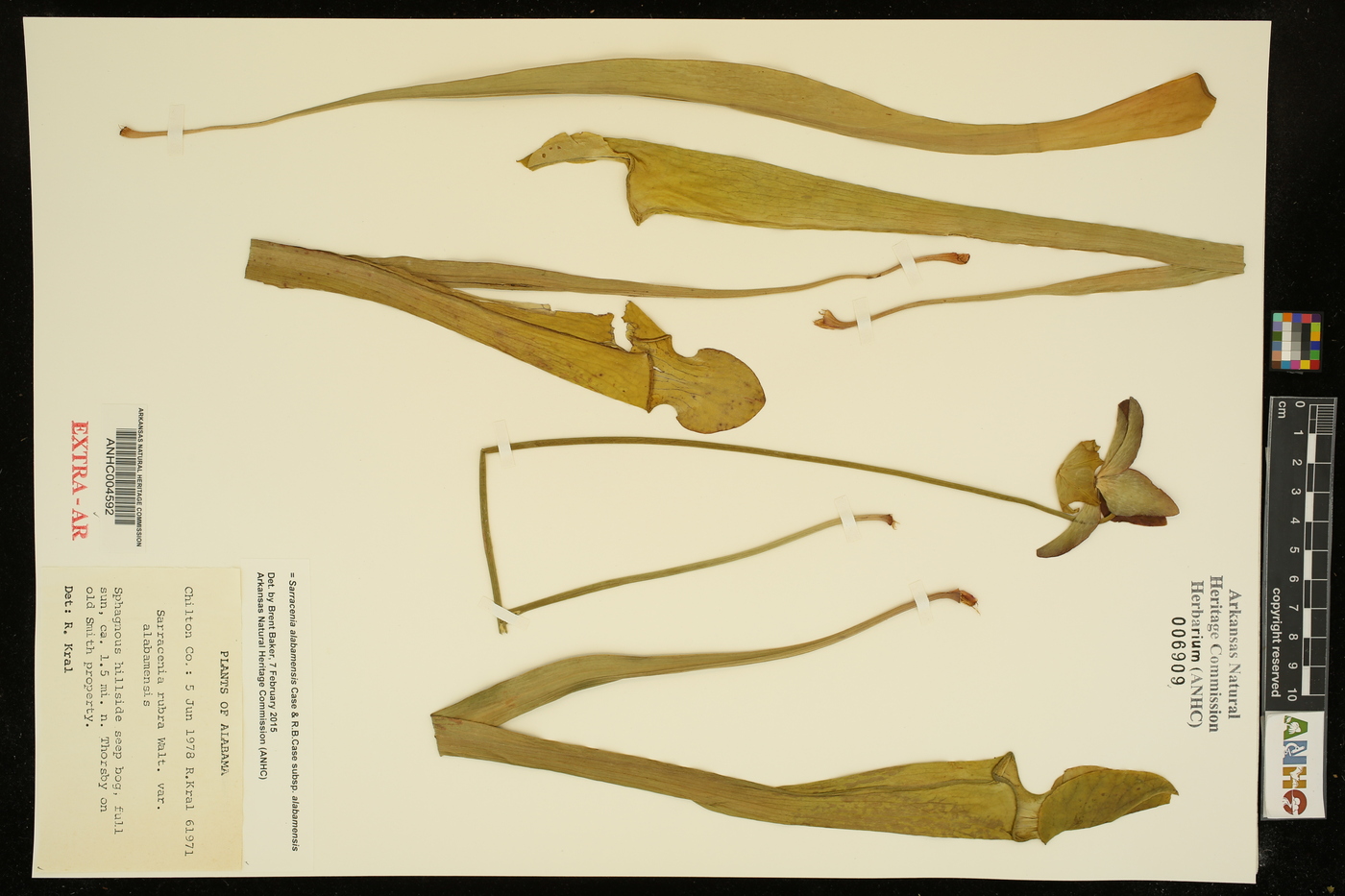 Sarracenia alabamensis subsp. alabamensis image