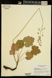 Heuchera americana var. americana image