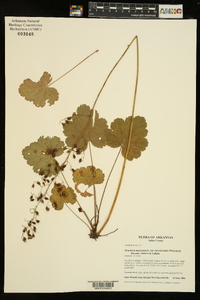 Heuchera americana image