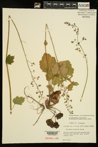 Heuchera americana image