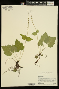 Mitella diphylla image