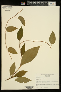 Schisandra glabra image