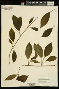 Schisandra glabra image