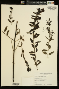 Aureolaria grandiflora image