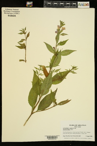 Mimulus alatus image