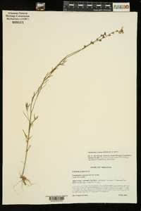 Nuttallanthus texanus image