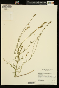 Nuttallanthus texanus image