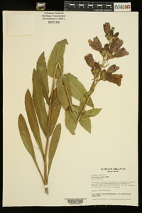 Penstemon cobaea image