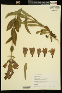 Penstemon cobaea image