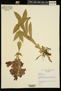 Penstemon cobaea image