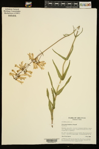 Penstemon laxiflorus image