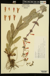 Penstemon murrayanus image