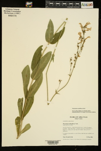 Penstemon tubiflorus image