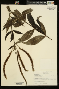 Veronicastrum virginicum image