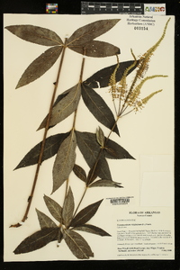 Veronicastrum virginicum image