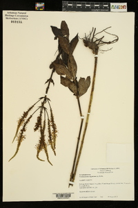 Veronicastrum virginicum image