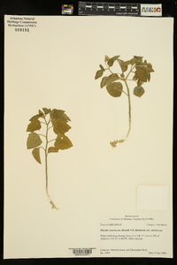 Physalis cinerascens image