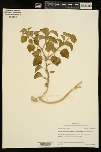 Physalis cinerascens image