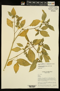 Physalis longifolia image