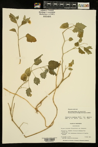 Physalis mollis image