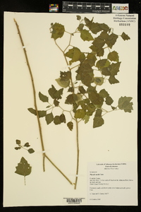 Physalis mollis image