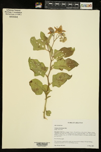 Solanum dimidiatum image