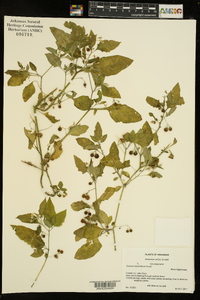 Solanum ptychanthum image