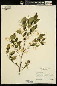 Styrax americanus image