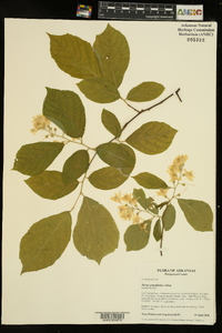 Styrax grandifolius image